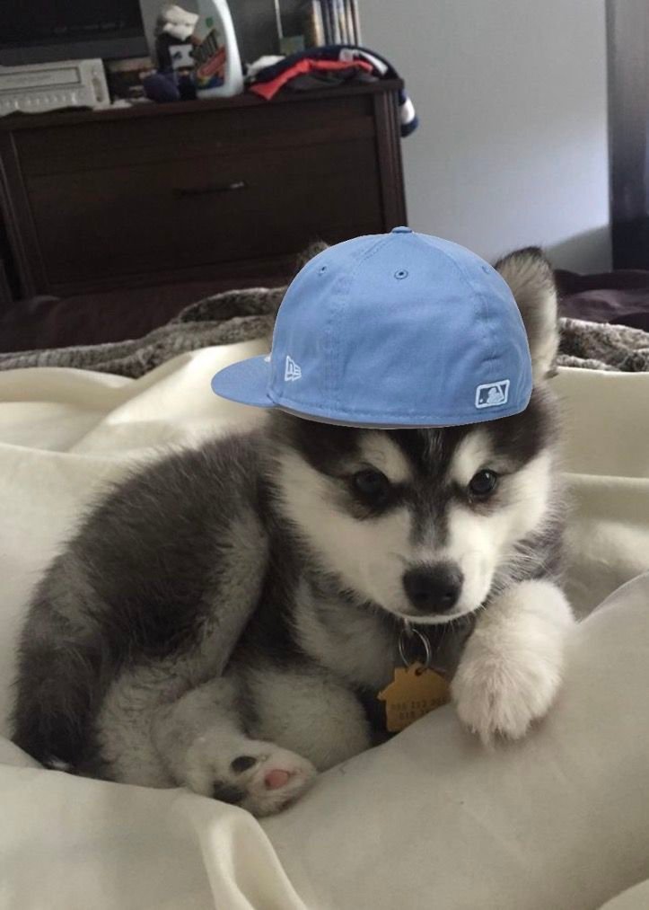 Dog PFP Aesthetic