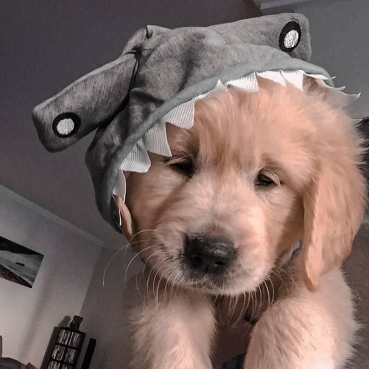 Dog PFP Aesthetic