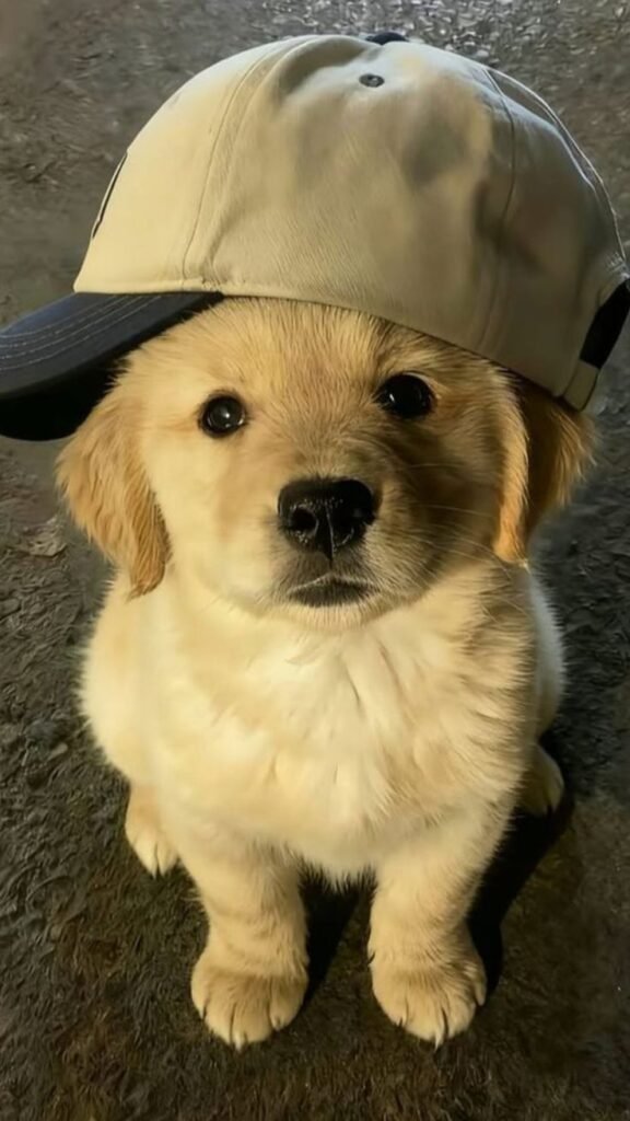 Dog PFP Aesthetic