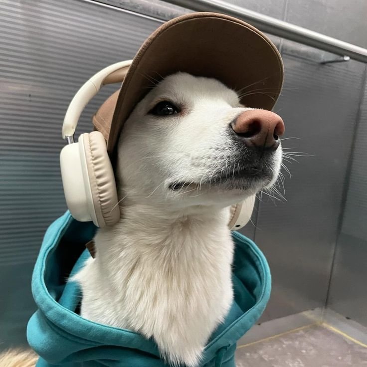 Dog PFP Discord