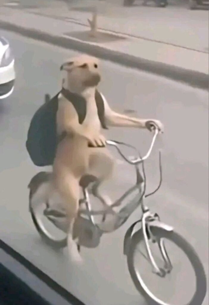 Dog PFP Meme