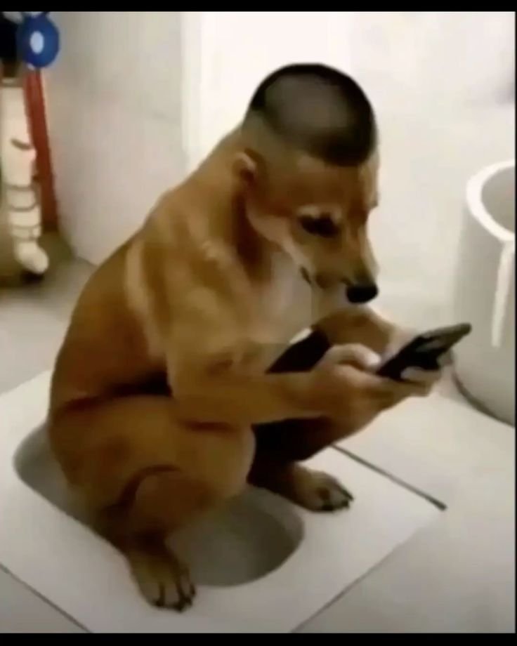Dog PFP Meme