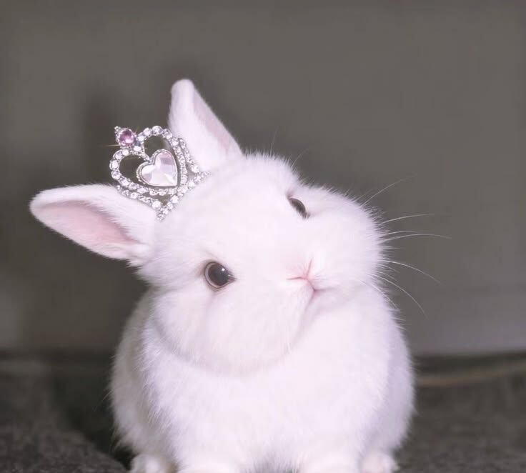 Cute PFP Bunny