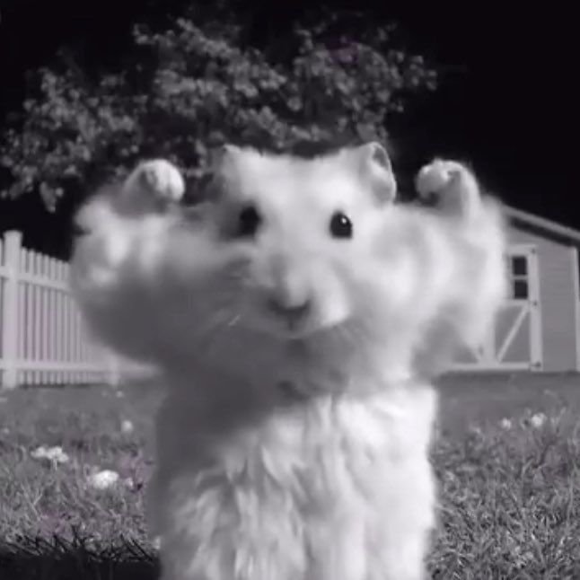 Hamster PFP Funny