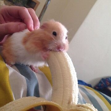 Cool Hamster PFP