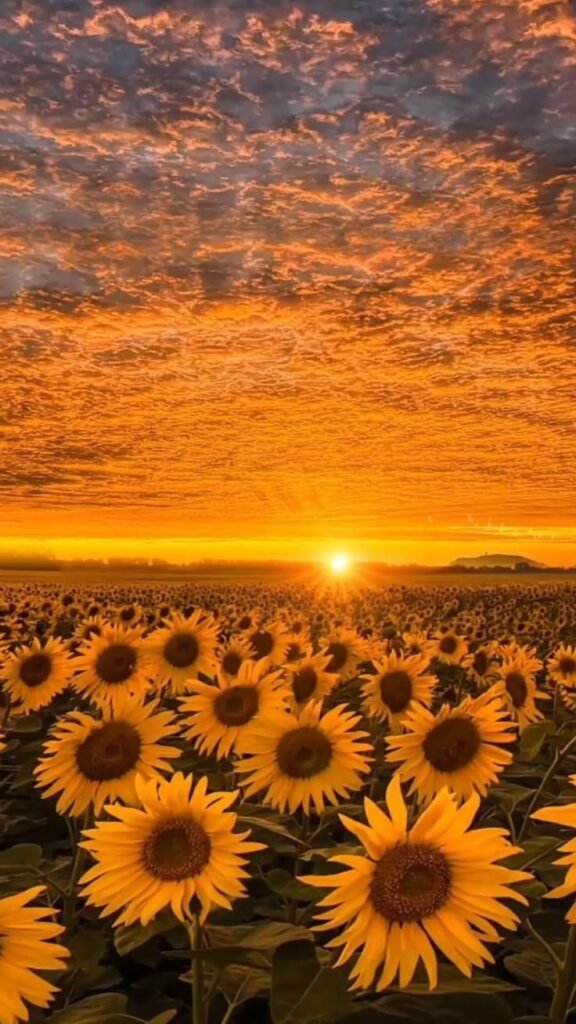 Aesthetic Sunflower PFP