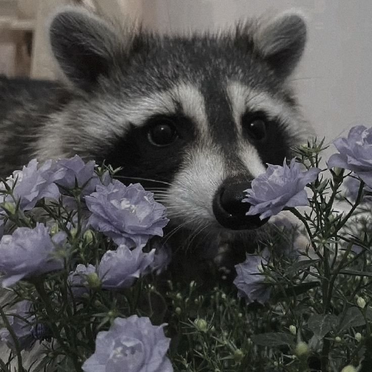Cute Aesthetic Raccoon PFP