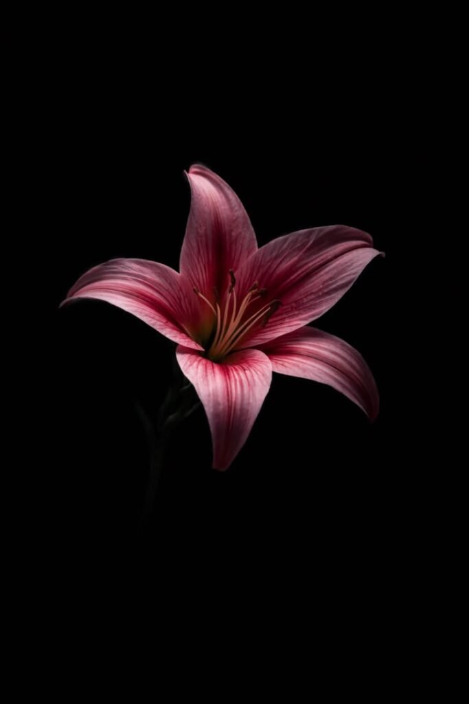 Dark Aesthetic Flower PFP