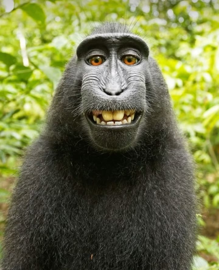 Monkey PFP 4K