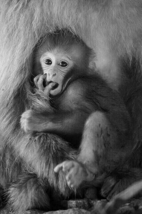 Monkey PFP Black And White