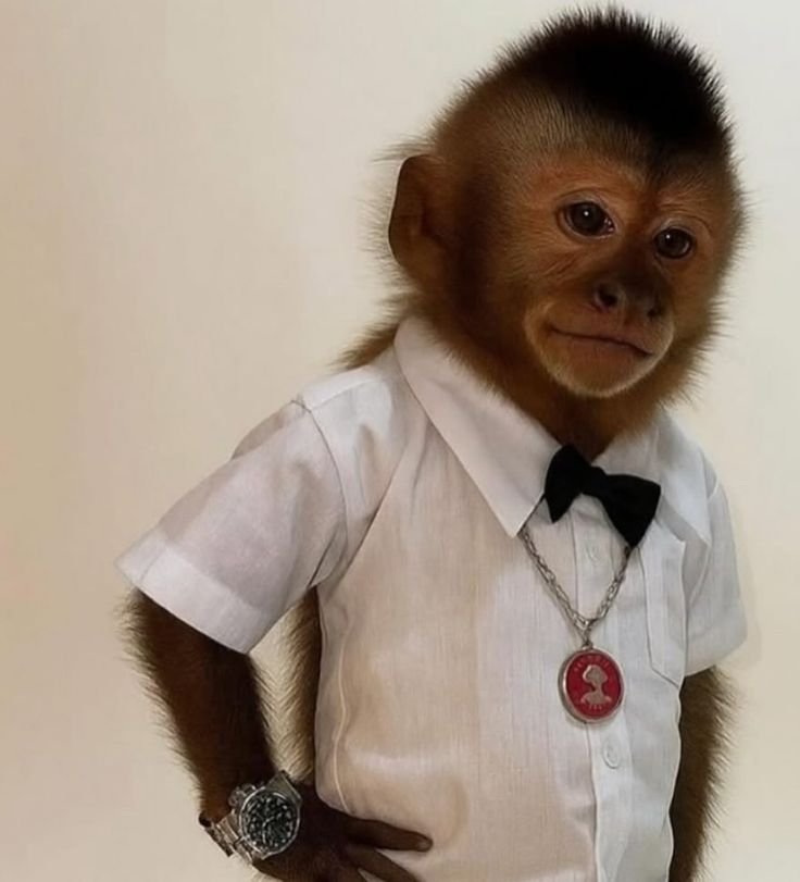 Monkey PFP Boy