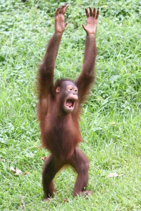 Monkey PFP Funny