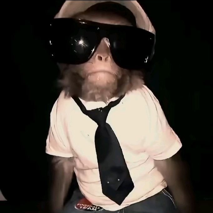 Monkey PFP Meme
