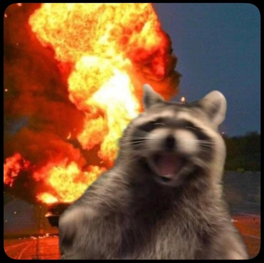 Raccoon PFP For Discord