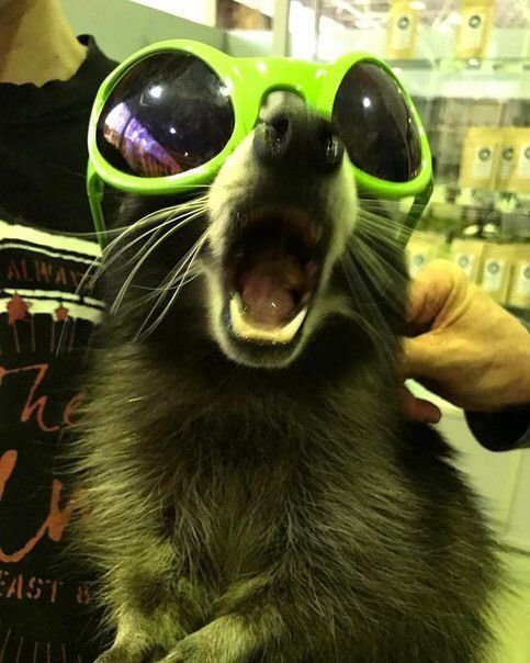Raccoon PFP Funny