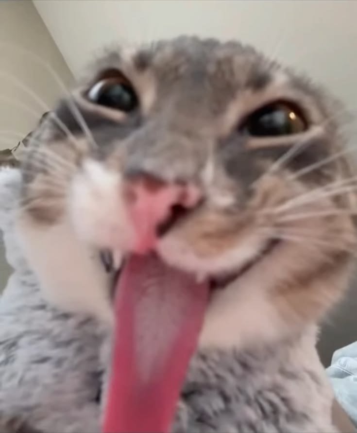 Silly PFP Cat