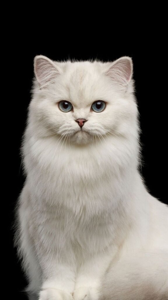 White Cat PFP